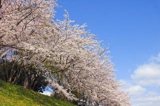 恵庭一万本桜植樹市民の会