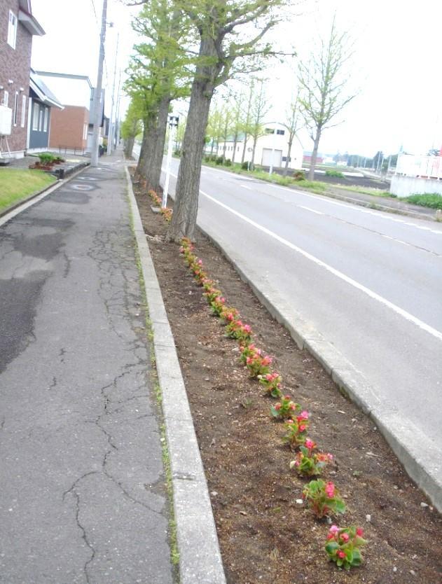 春の花植え