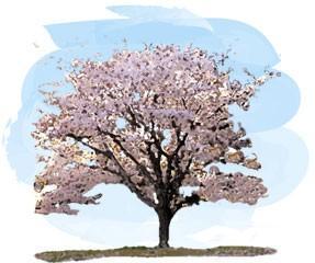 恵庭一万本桜植樹市民の会について